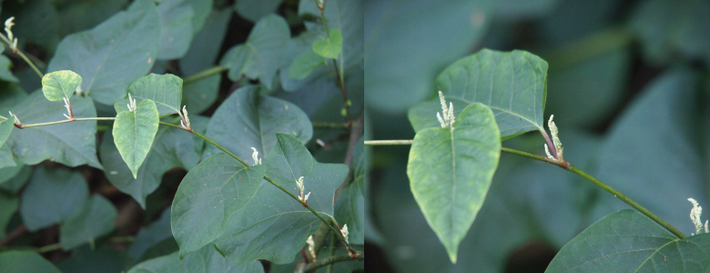 [Two photos spliced together. The photo on the right is a close view of a portion of the photo on the left. The vine curves upward from the lower right to the left and has leaves along its length. At each point where a leaf has grown, there is now a new multi-part very light green growth that appears to be small leaves twirled into a thin tube. On the right is a closer view of these twirled tubes.]